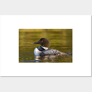 Evening Loon - Common Loon Posters and Art